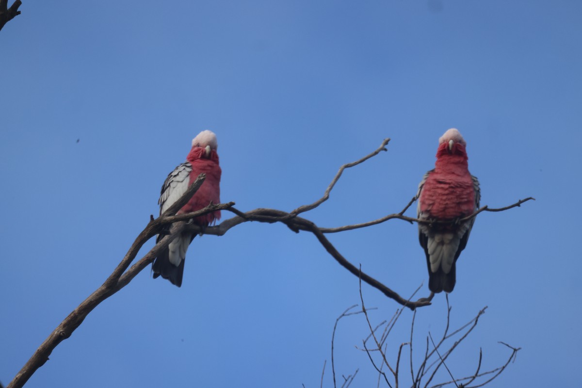 Cacatúa Galah - ML617508091