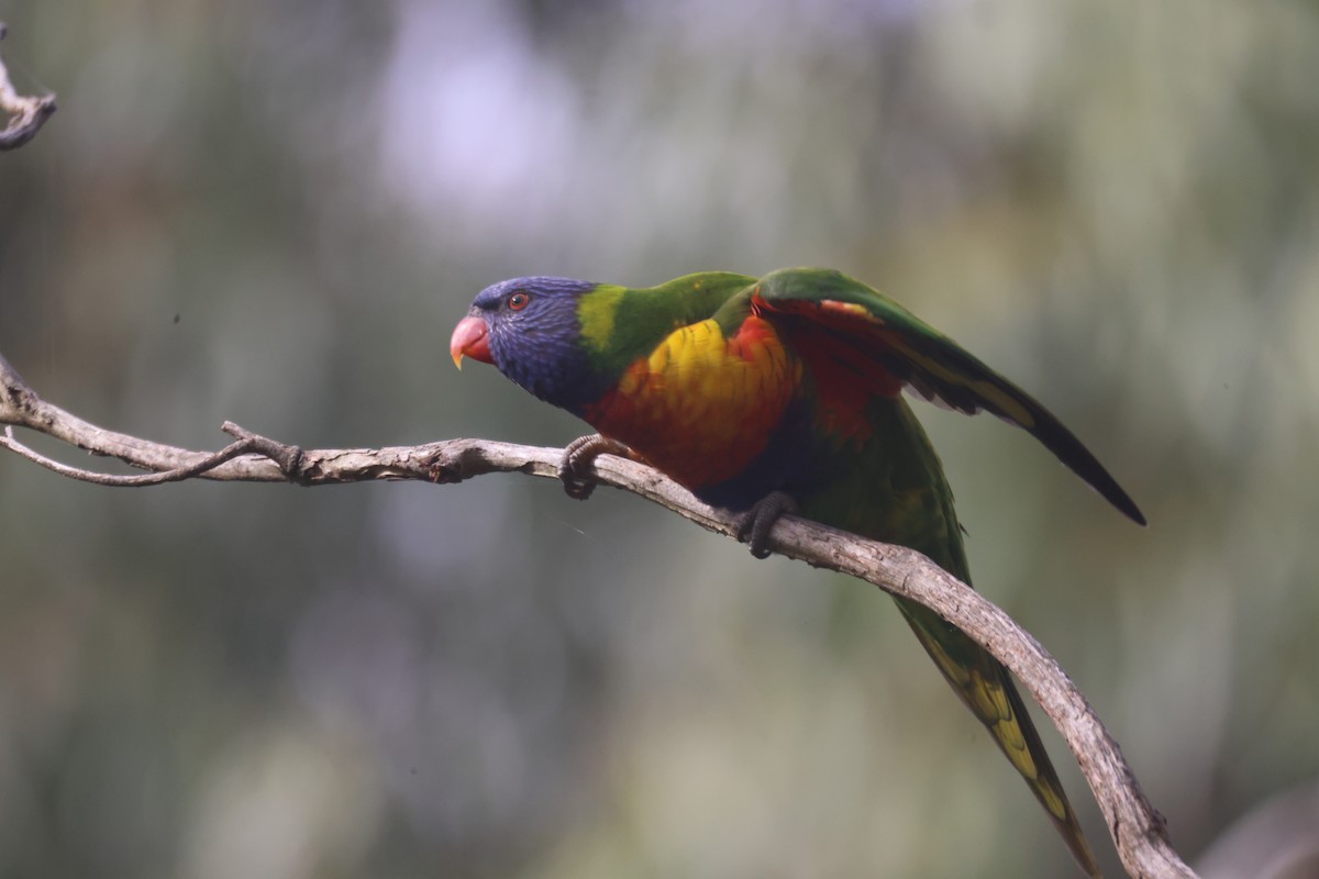 Rainbow Lorikeet - ML617508096