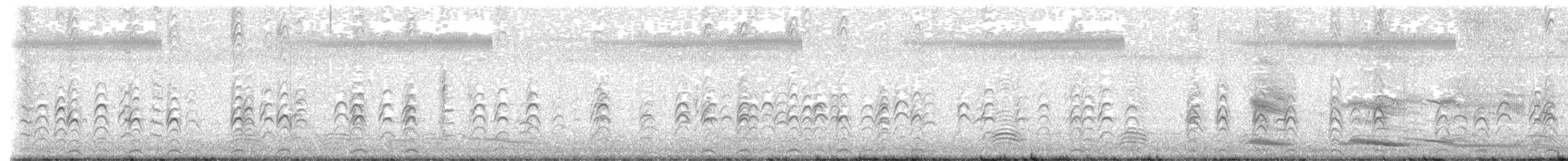 Pied Stilt - ML617508106