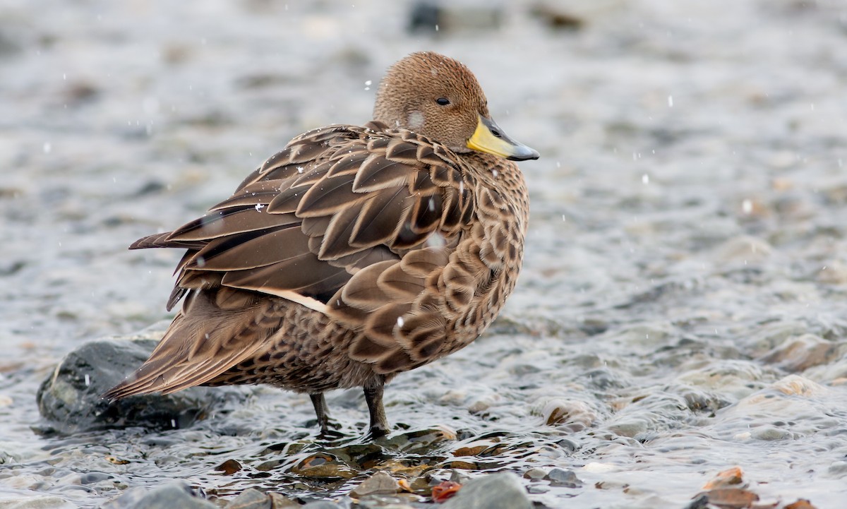 Yellow-billed Pintail (South Georgia) - Anonymous