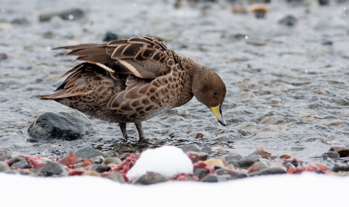 Yellow-billed Pintail (South Georgia) - Anonymous