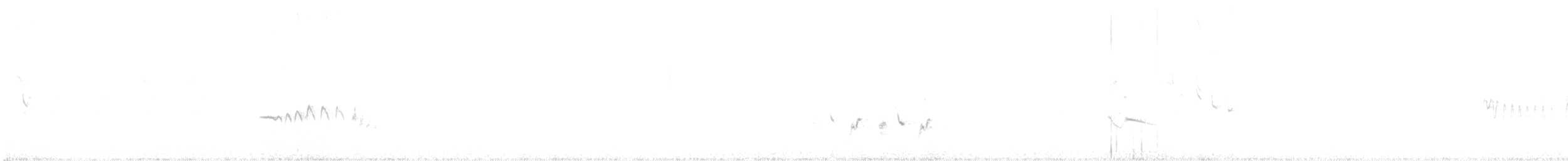 hekkskvett (galactotes gr.) - ML617508196