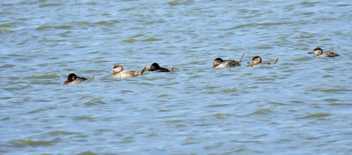 Ruddy Duck - ML617508200