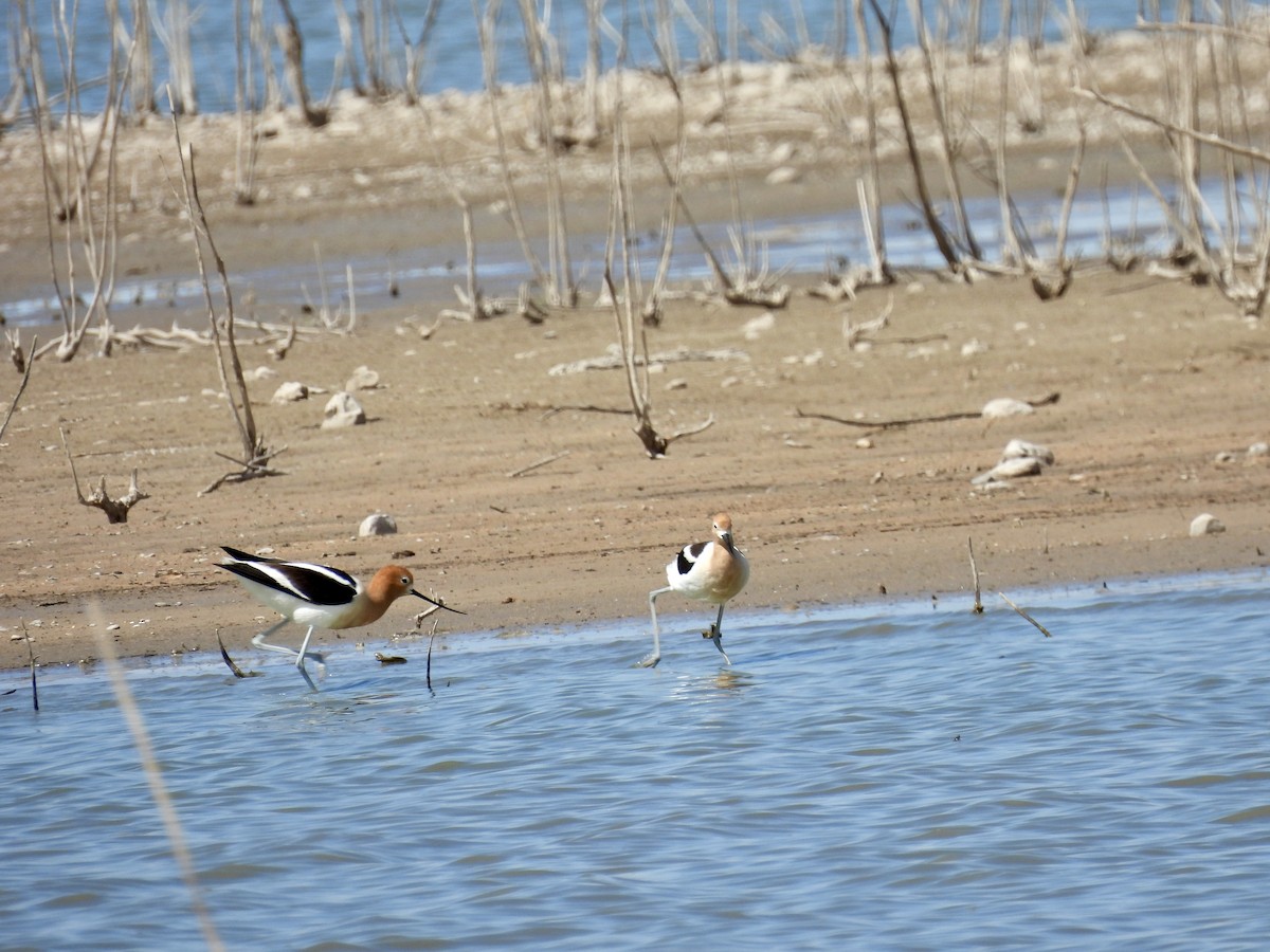 Avocette d'Amérique - ML617508201