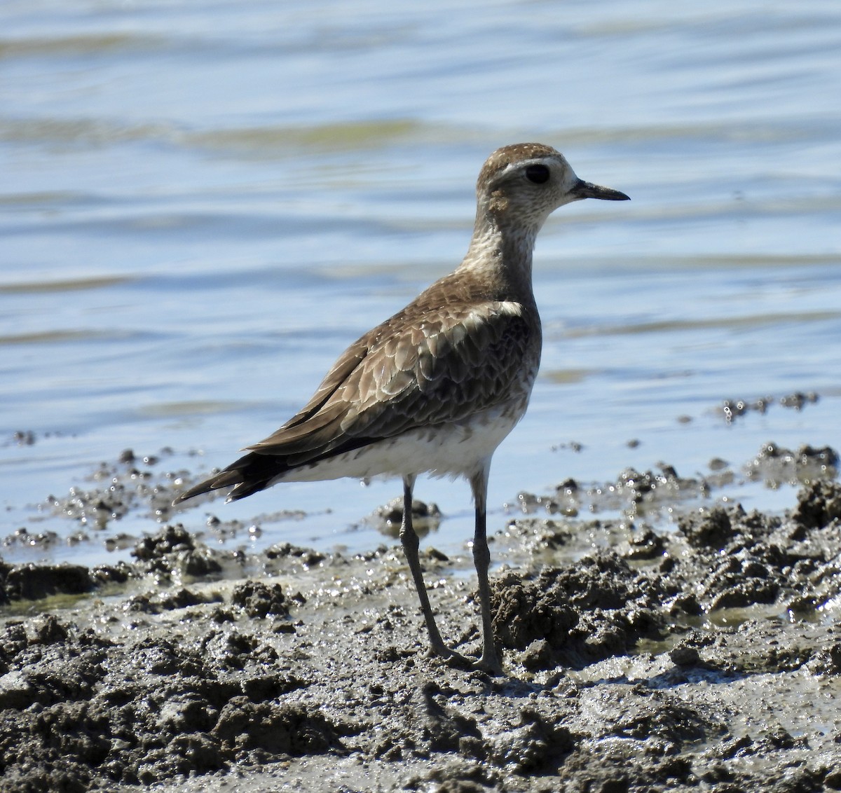 American Golden-Plover - ML617508204