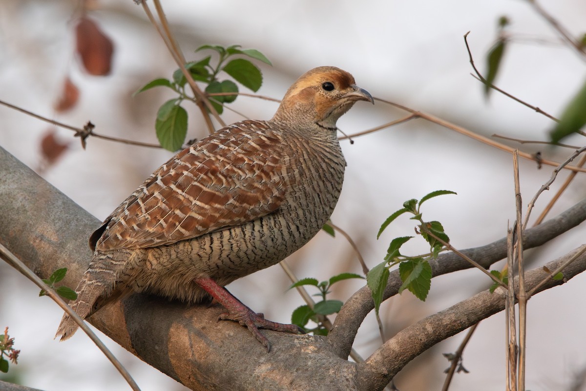 Gray Francolin - ML617508216