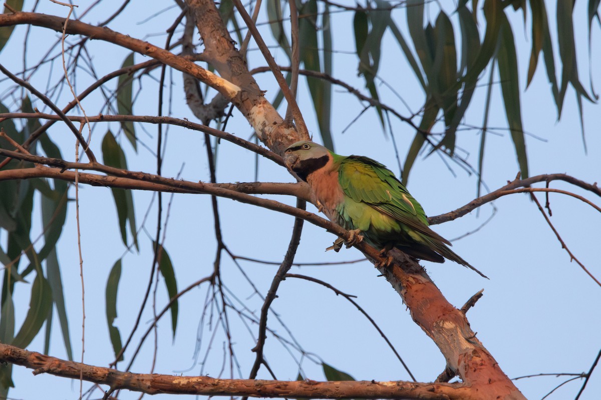 Red-breasted Parakeet - ML617508231
