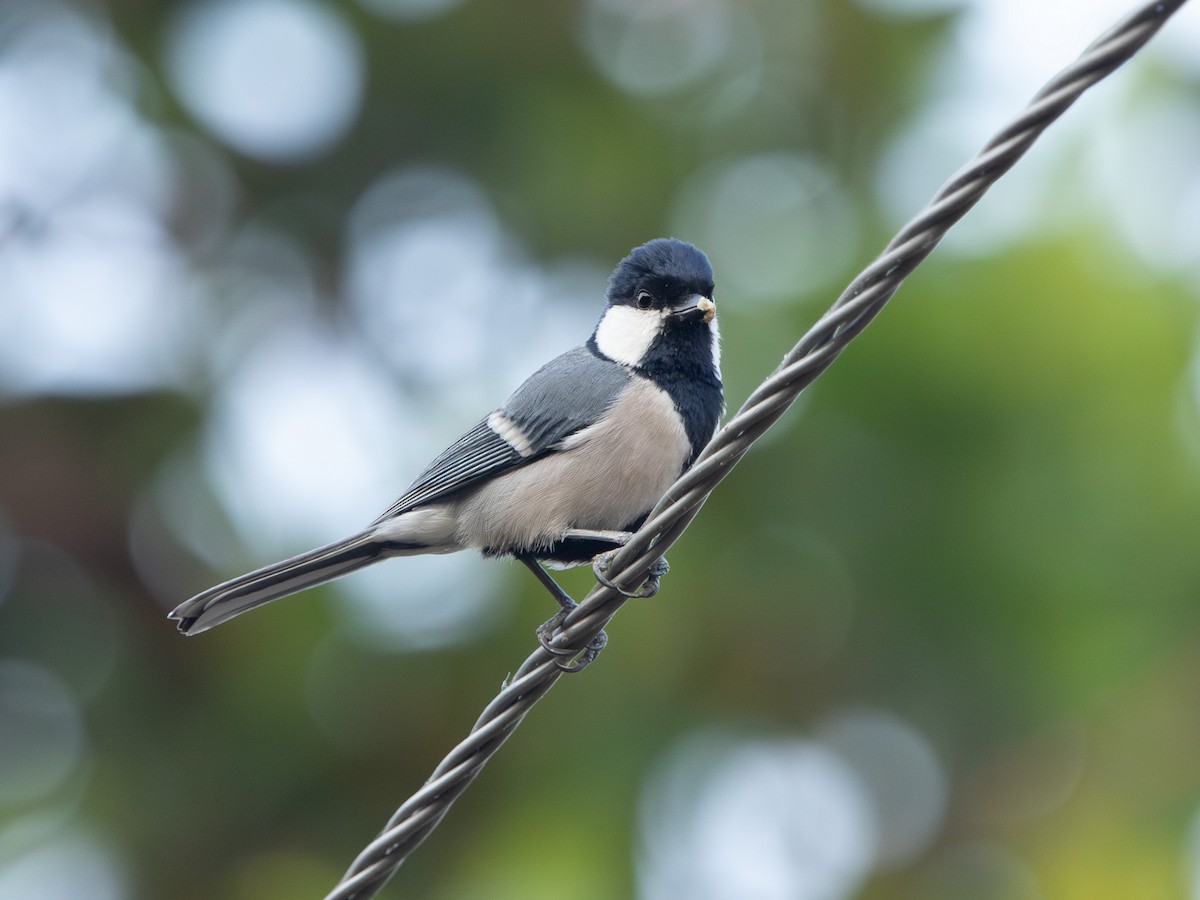 Cinereous Tit - ML617508235