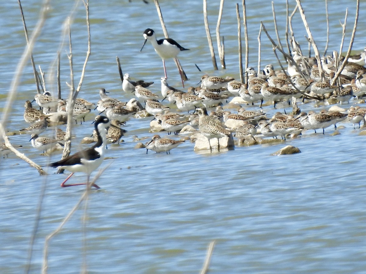 Western Sandpiper - Christopher Daniels