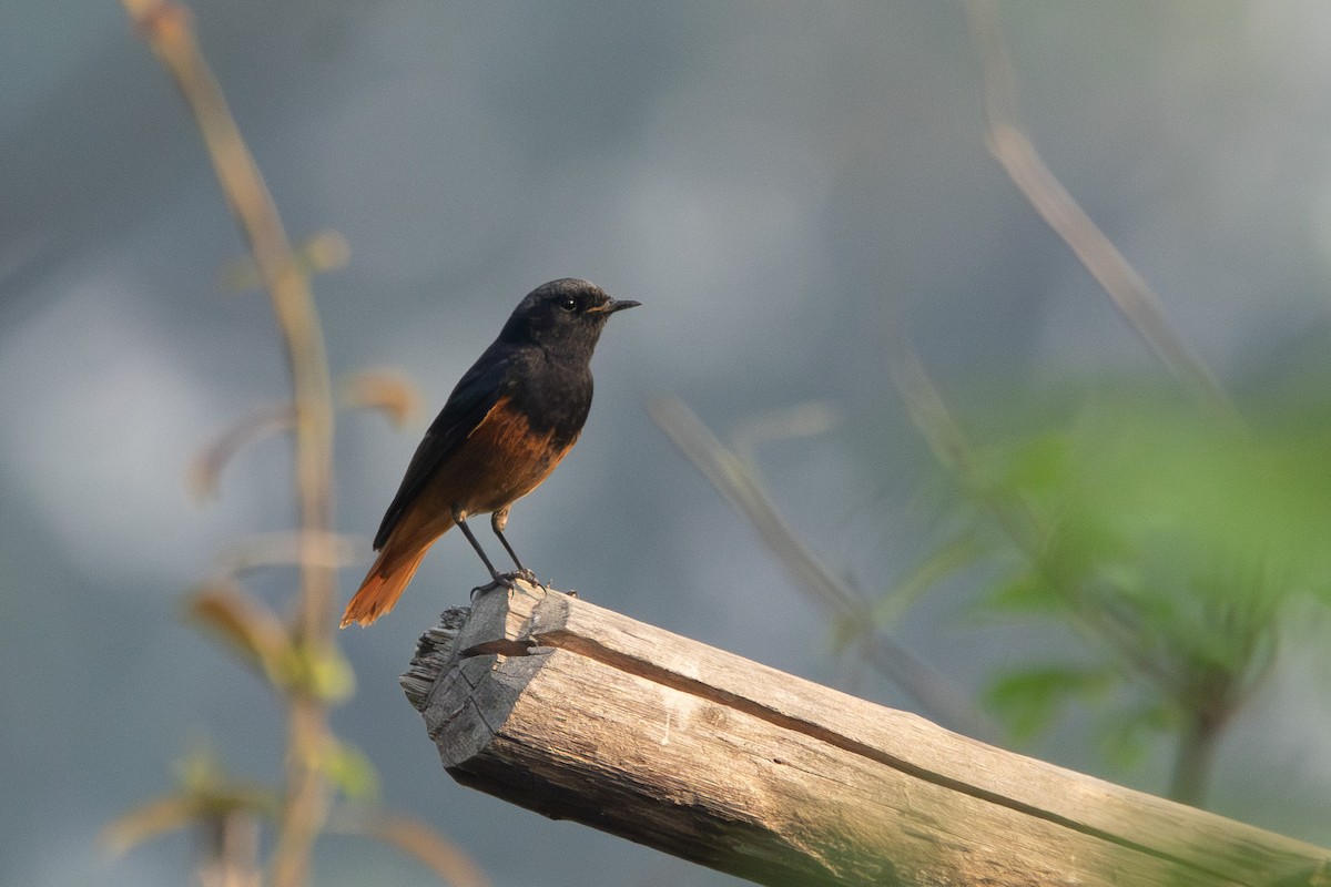 Black Redstart - ML617508239