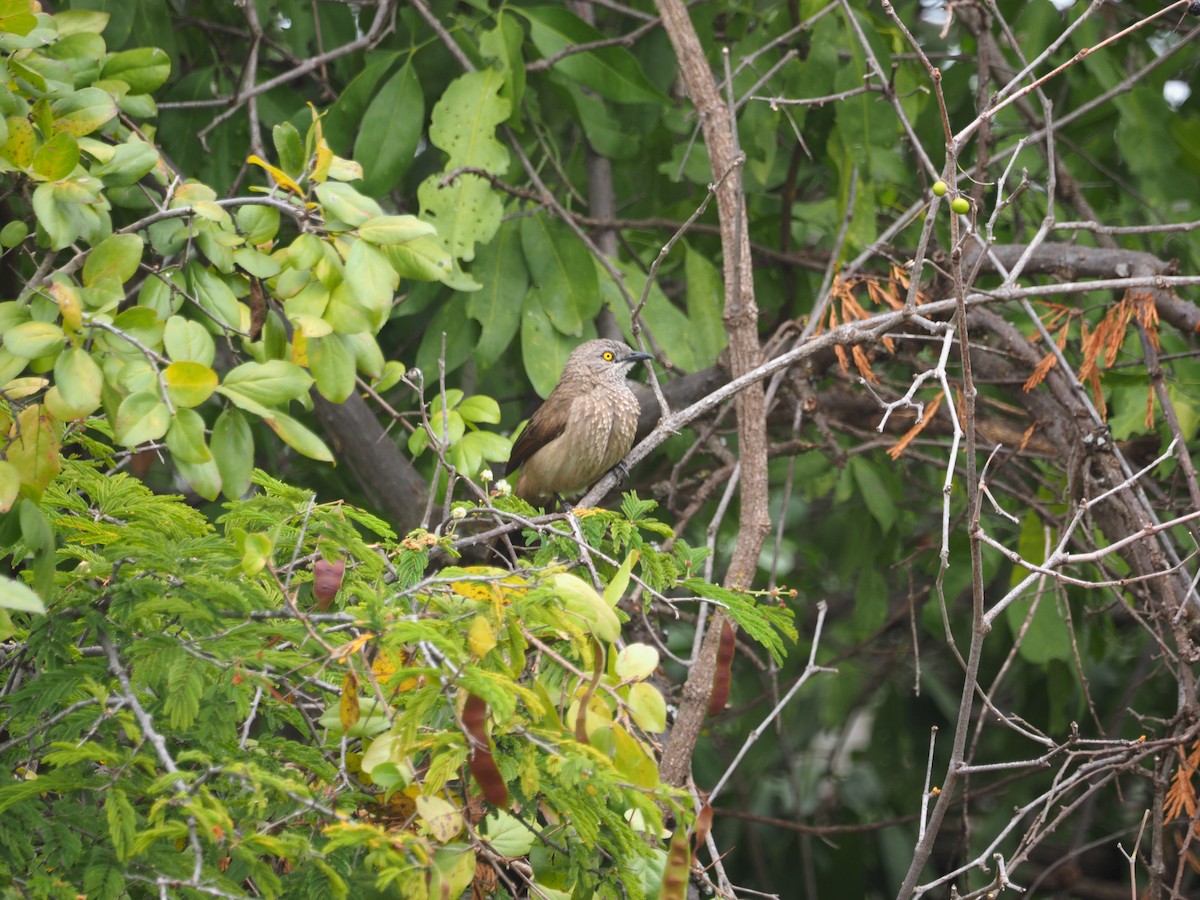 Brown Babbler - ML617508250