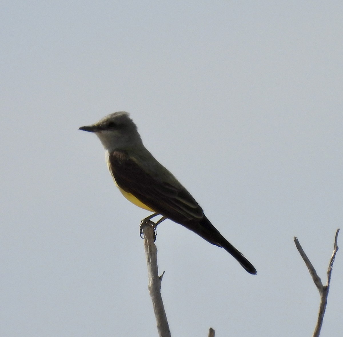 Western Kingbird - ML617508252