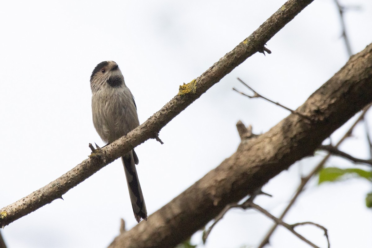 Long-tailed Tit - ML617508268