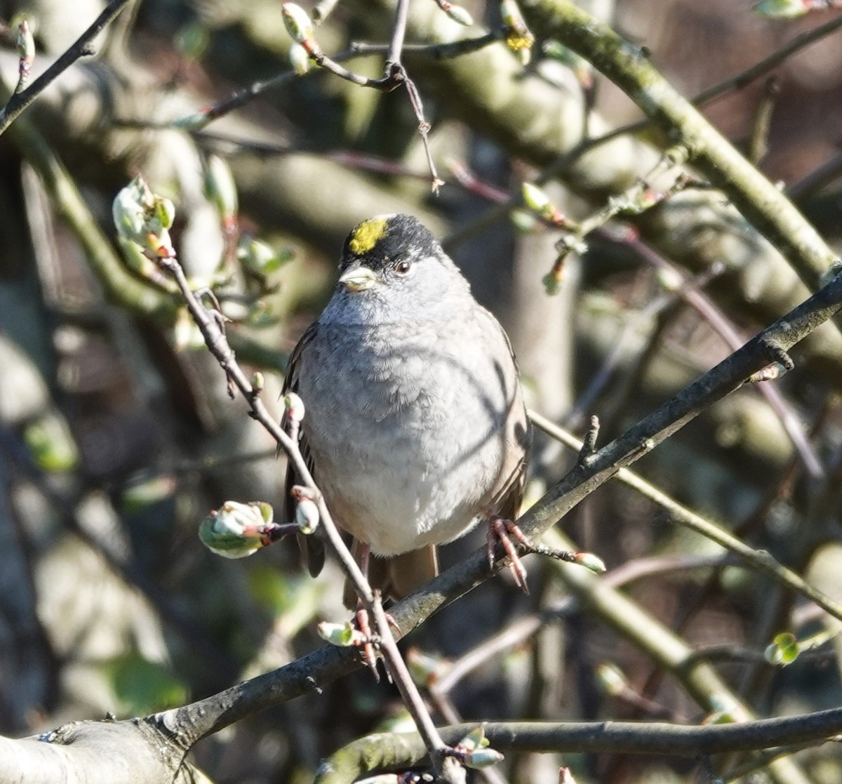 Bruant à couronne dorée - ML617508286