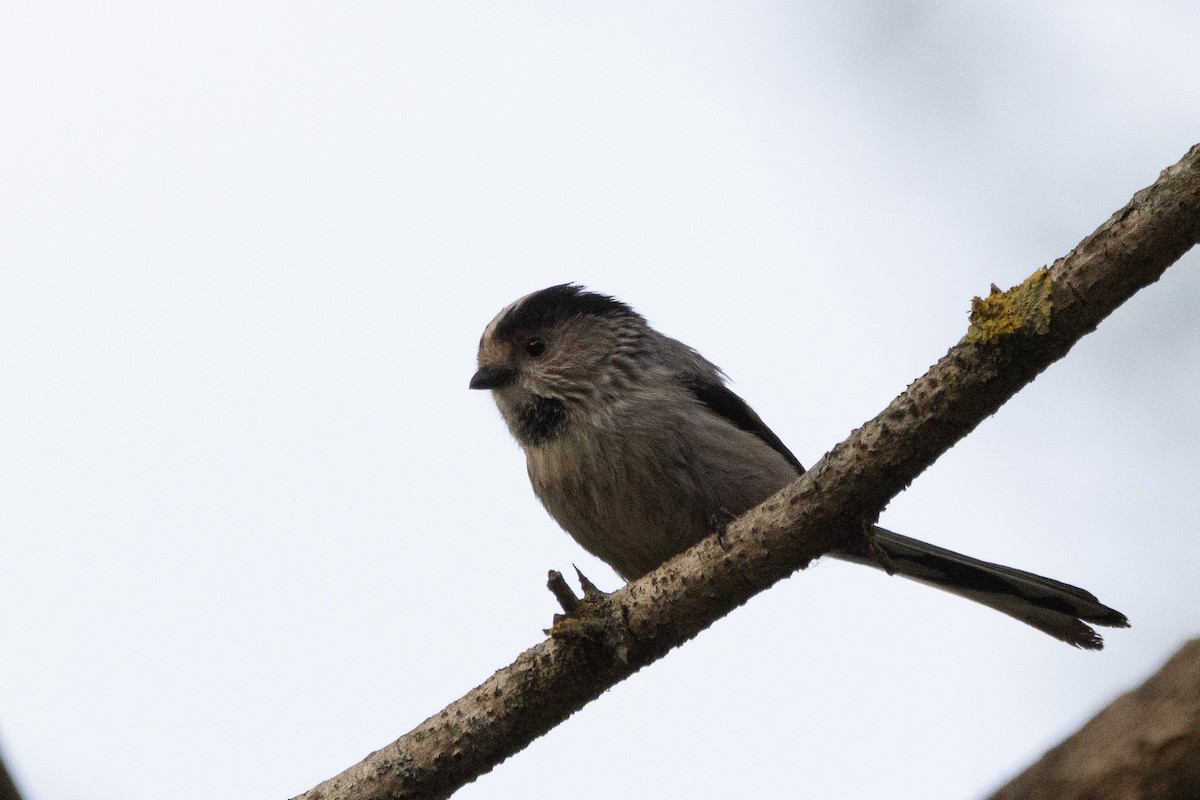 Long-tailed Tit - ML617508305