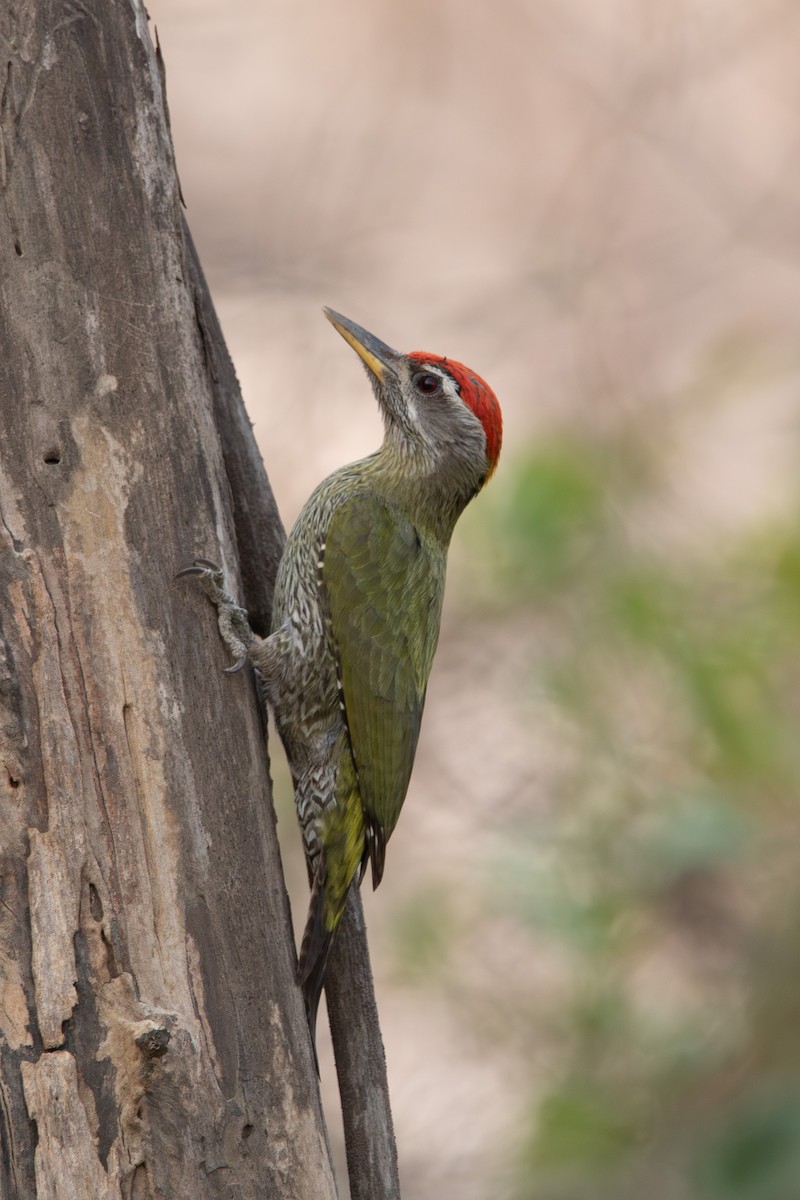 Streak-throated Woodpecker - ML617508308