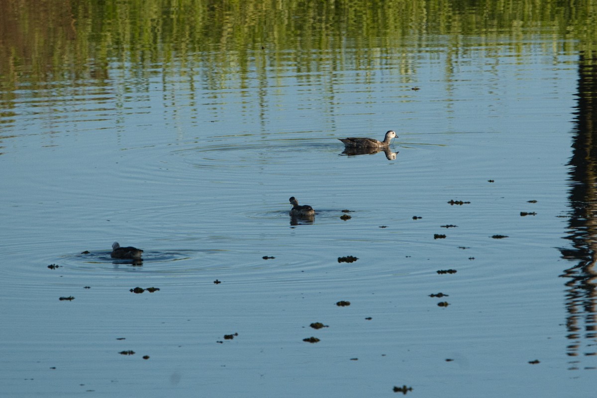 Cotton Pygmy-Goose - ML617508312