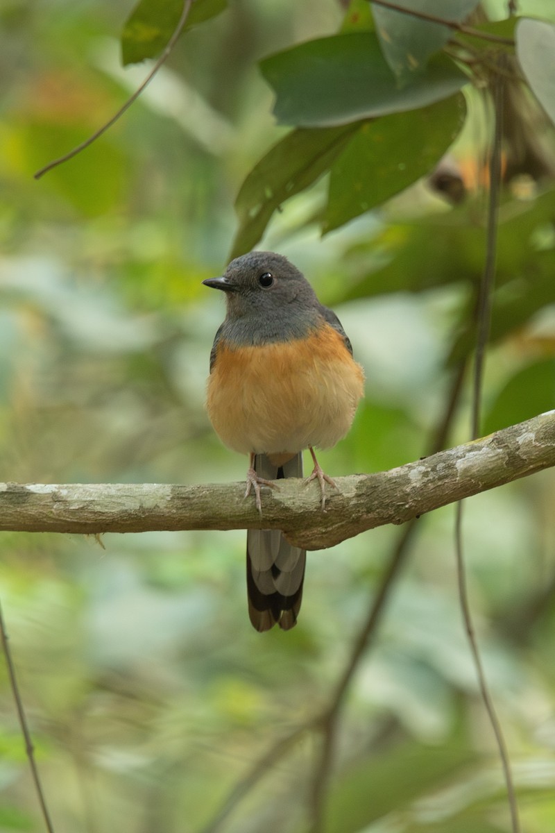 White-rumped Shama - ML617508331
