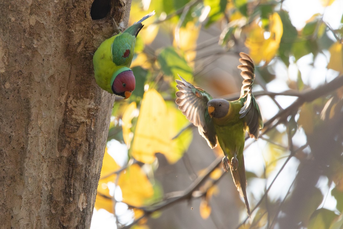 Plum-headed Parakeet - ML617508332