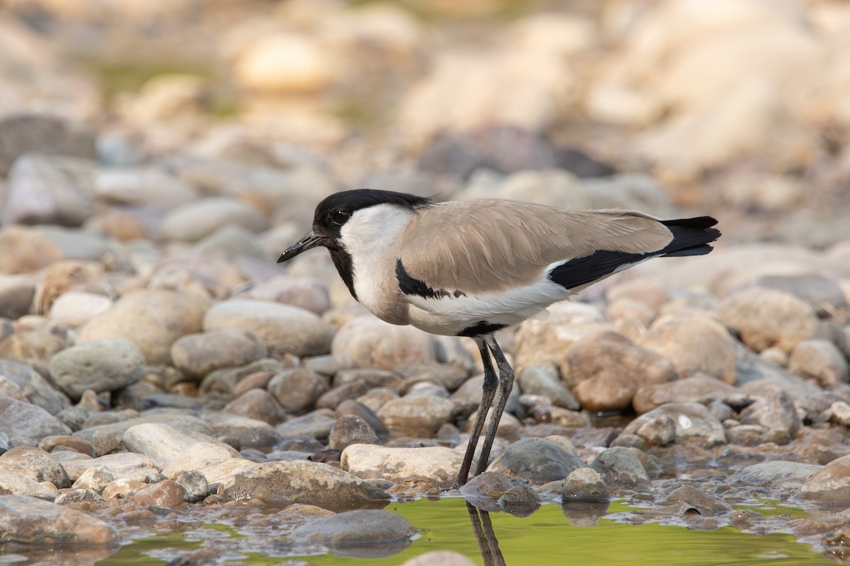 River Lapwing - ML617508334