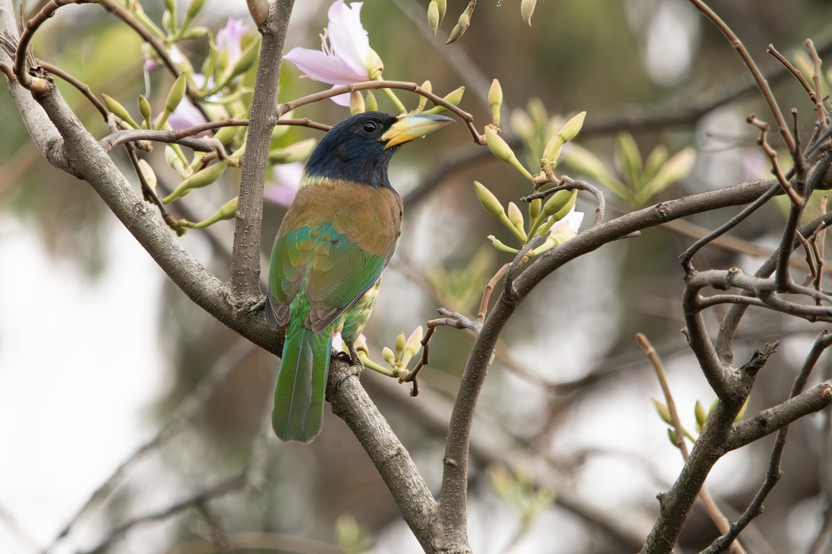 Great Barbet - ML617508339