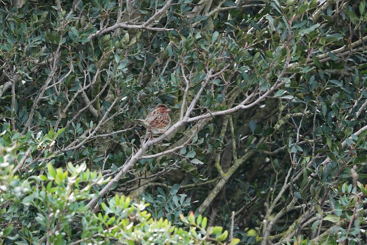 Little Bunting - ML617508342