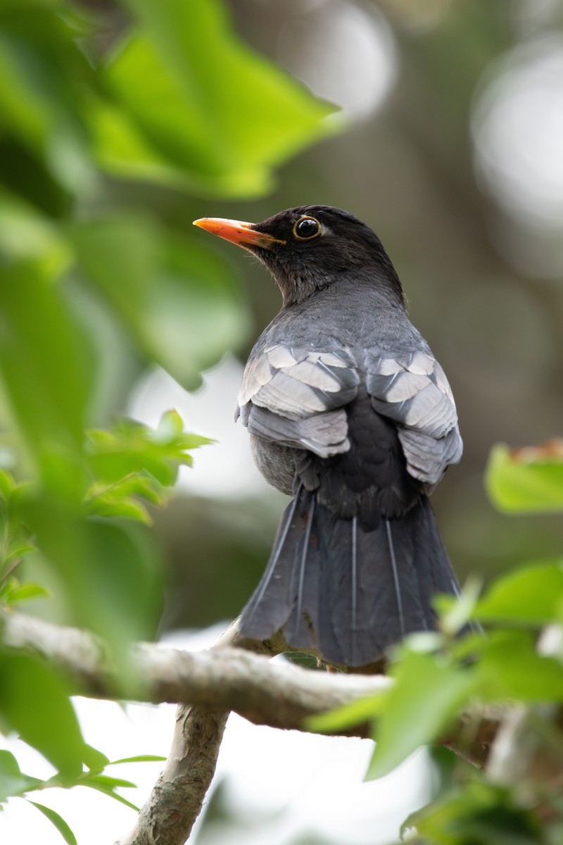 Gray-winged Blackbird - ML617508346