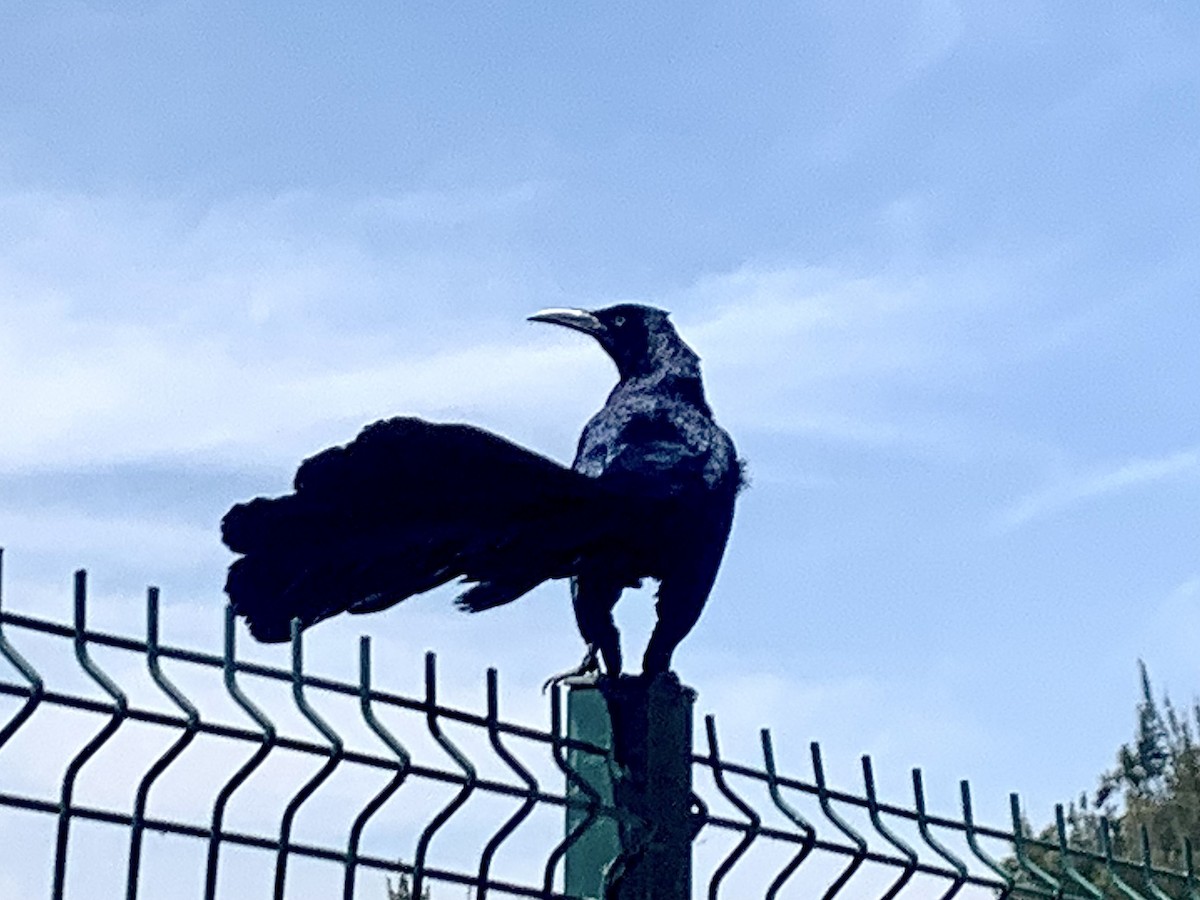 Great-tailed Grackle - Tom O'Shea