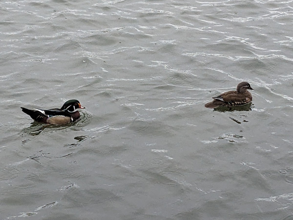 Mandarin Duck - ML617508376