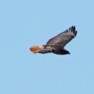 Red-tailed Hawk - ML617508382