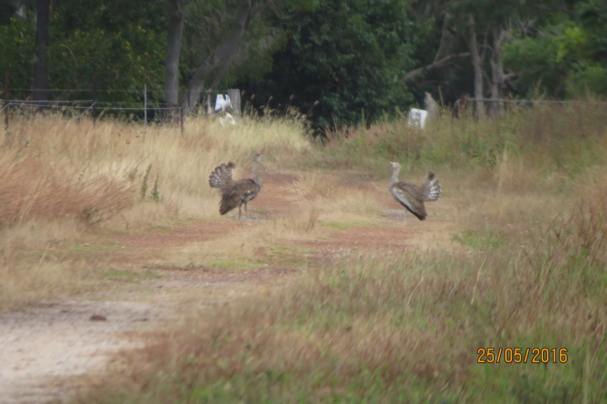 Australian Bustard - ML617508398