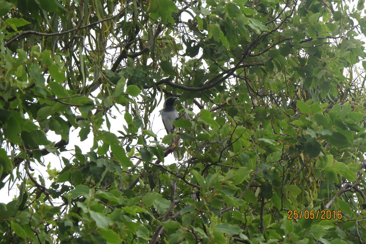 Black-faced Cuckooshrike - ML617508403