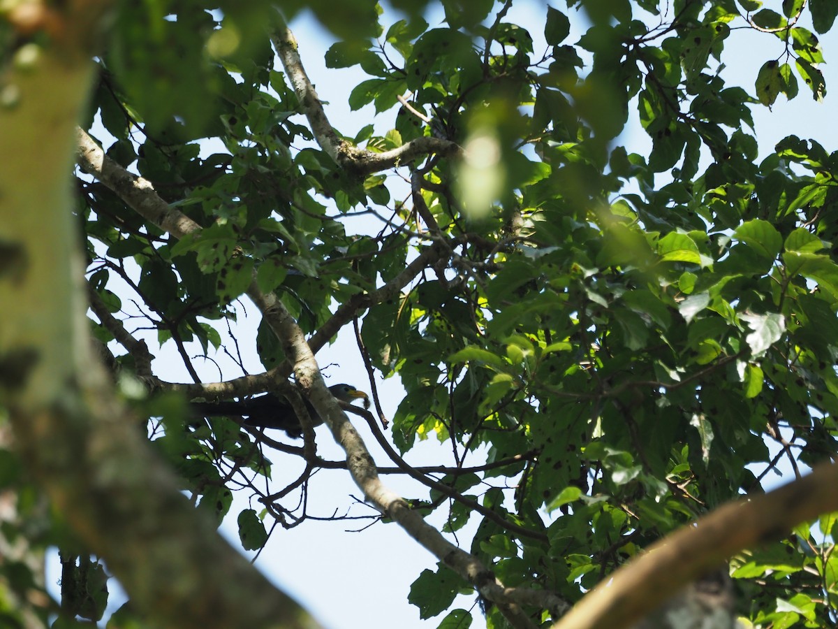 Blue Malkoha - ML617508417