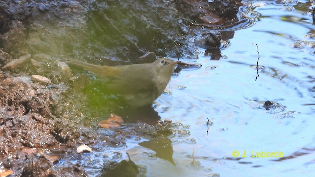 Mosquitero Papialbo - ML617508425