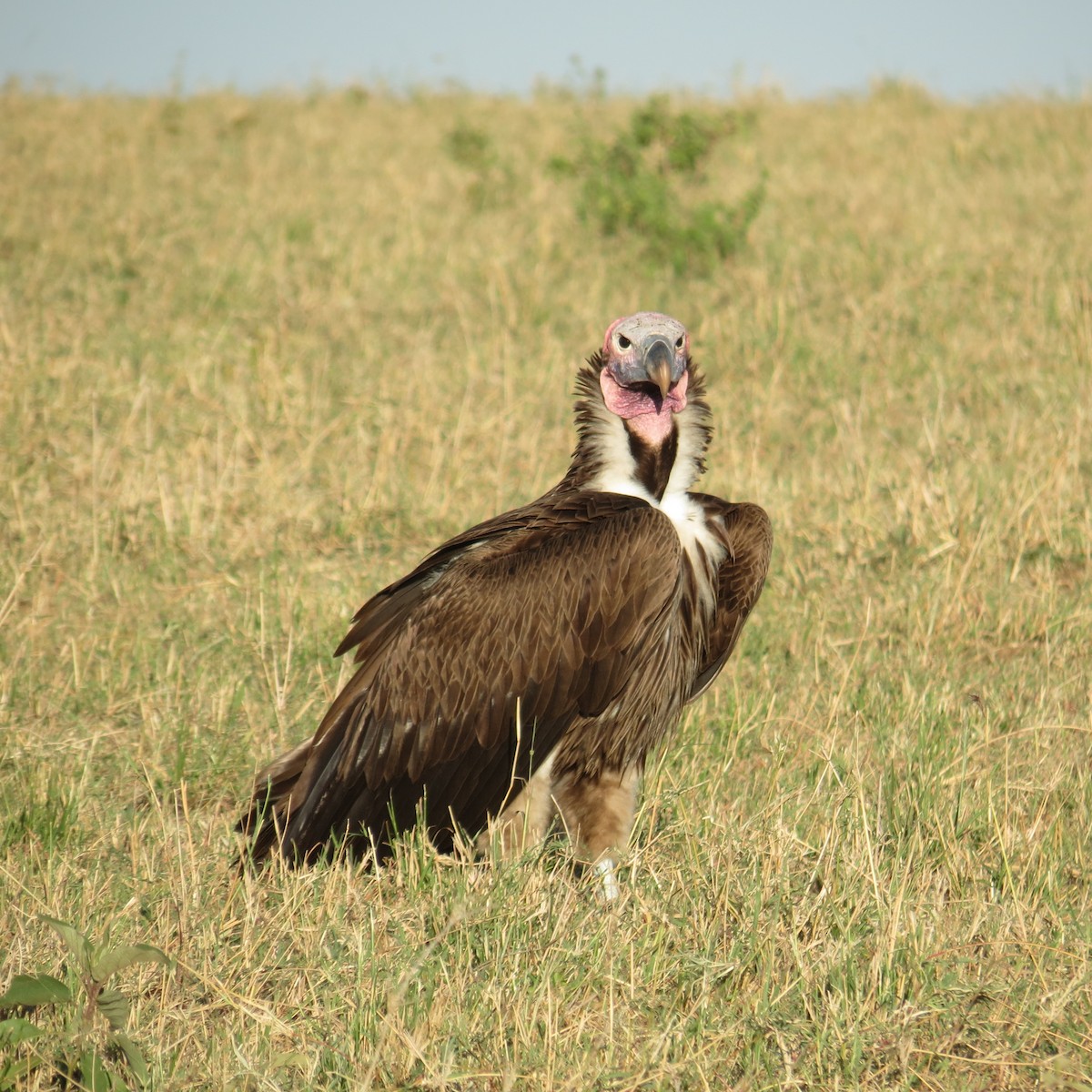 Lappet-faced Vulture - ML617508430