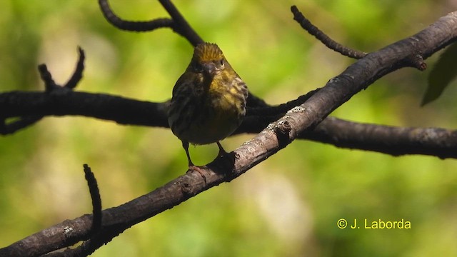 European Serin - ML617508433