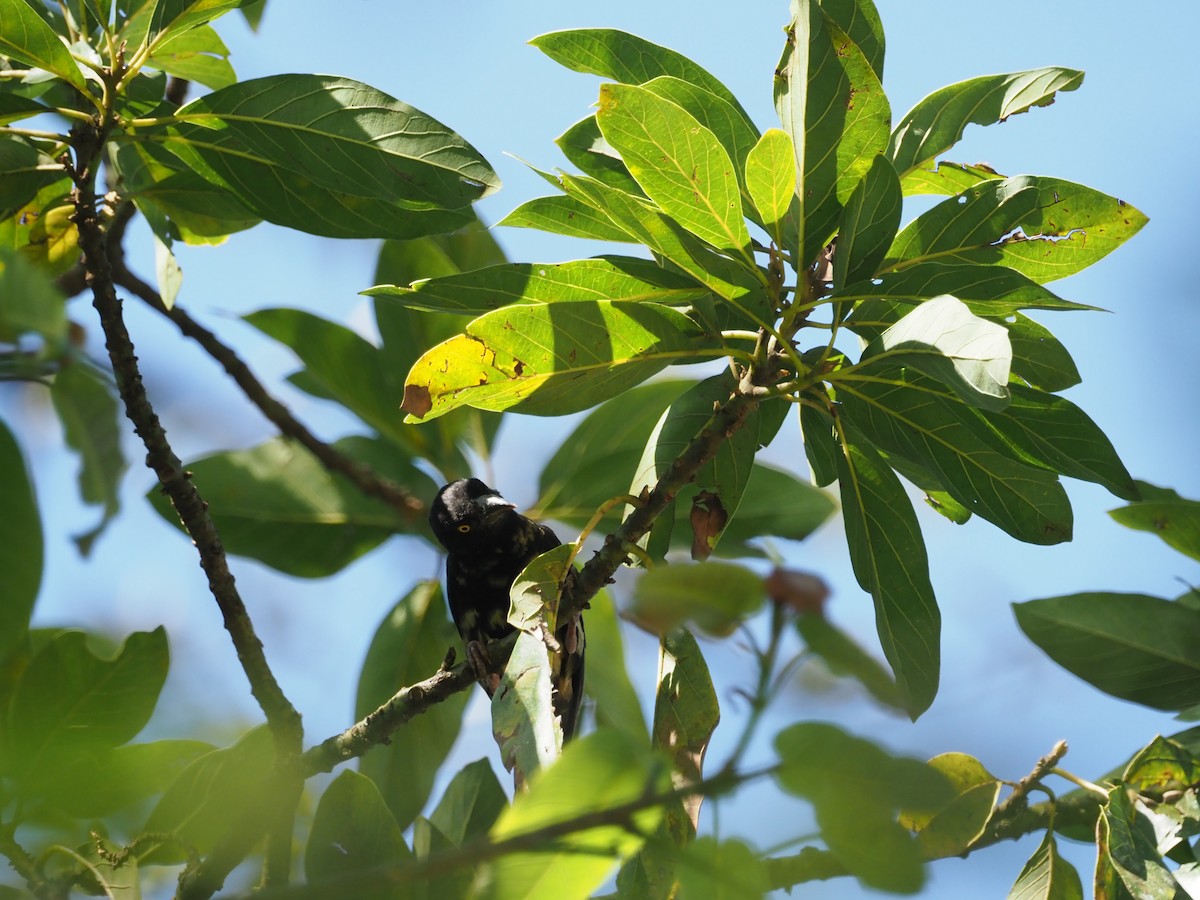 Vieillot's Black Weaver - ML617508450