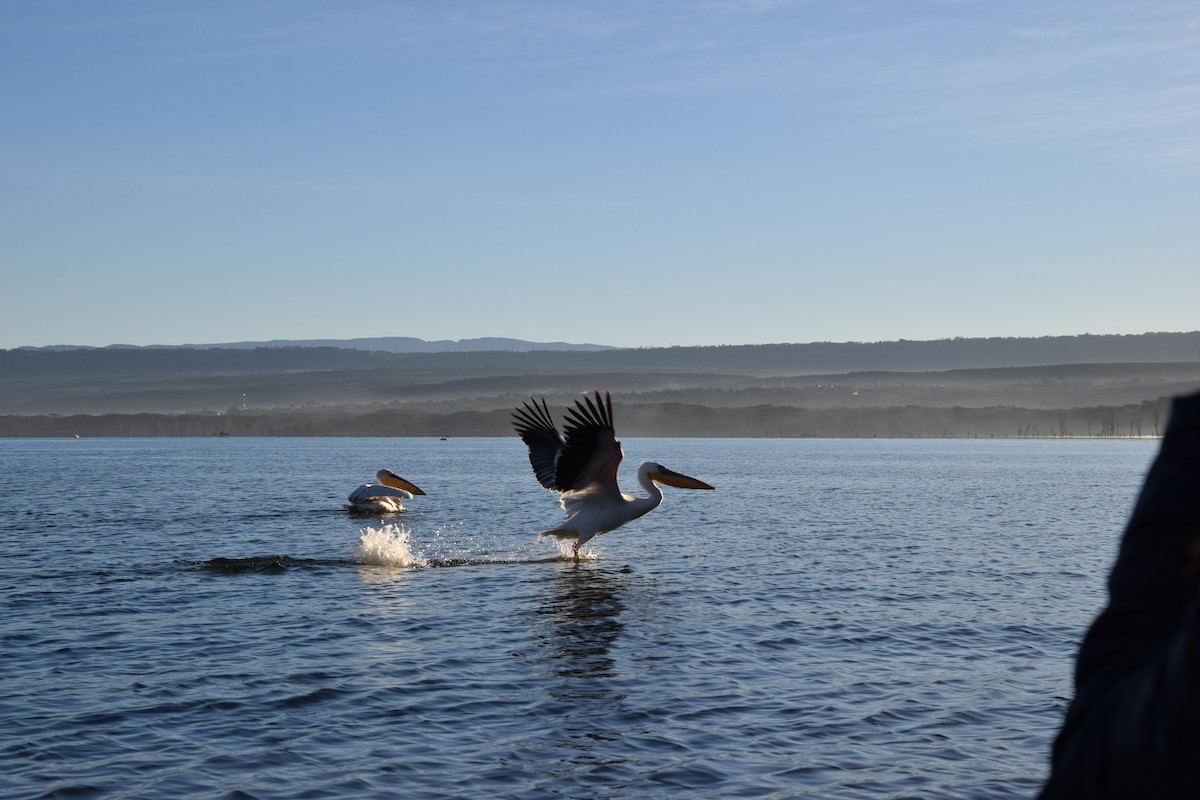 Great White Pelican - ML617508463