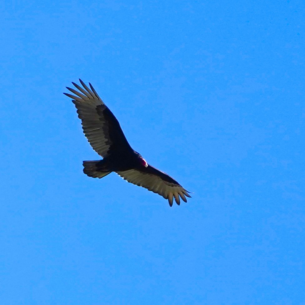 Turkey Vulture - ML617508469