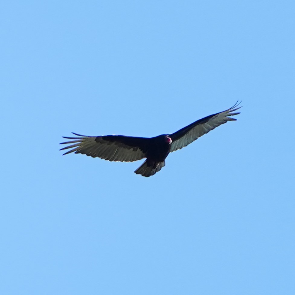 Turkey Vulture - ML617508471