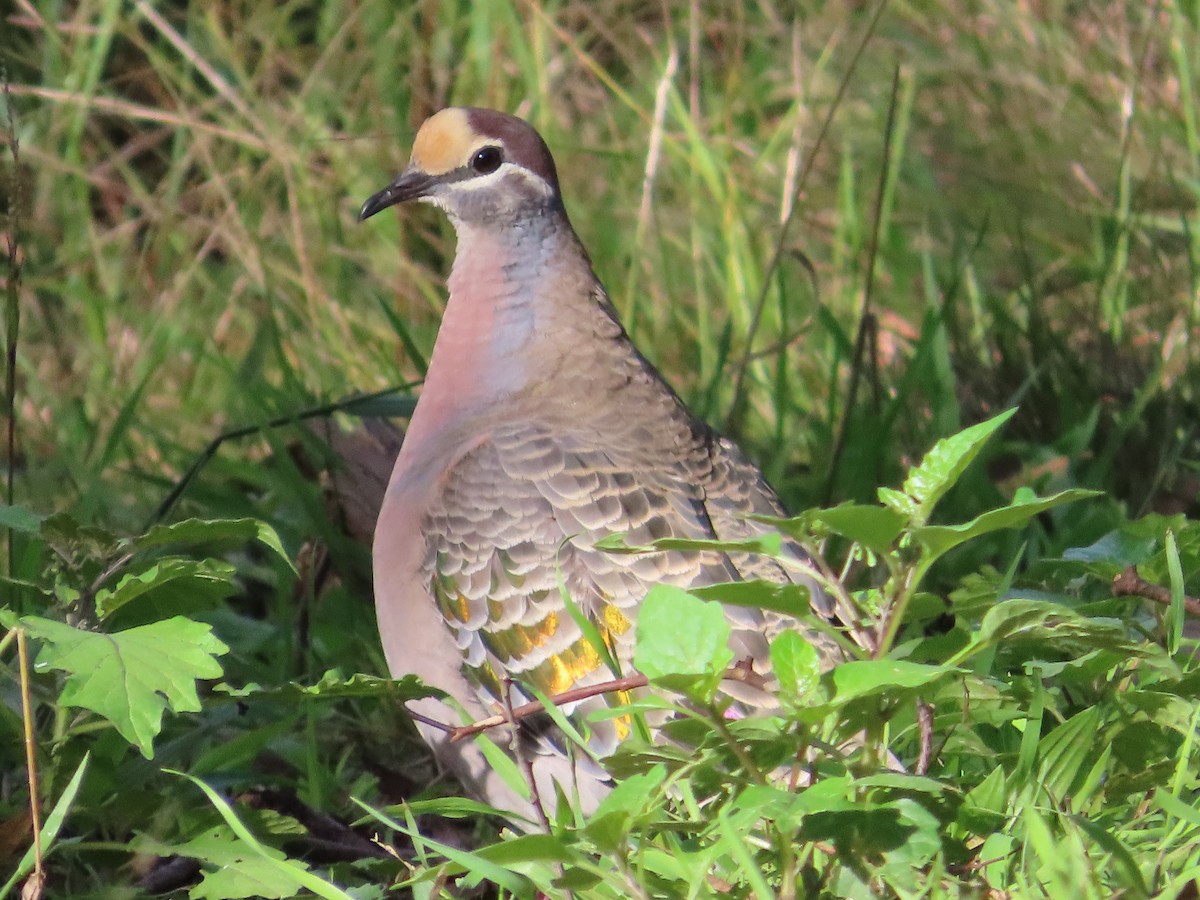 Common Bronzewing - Alistair Campbell