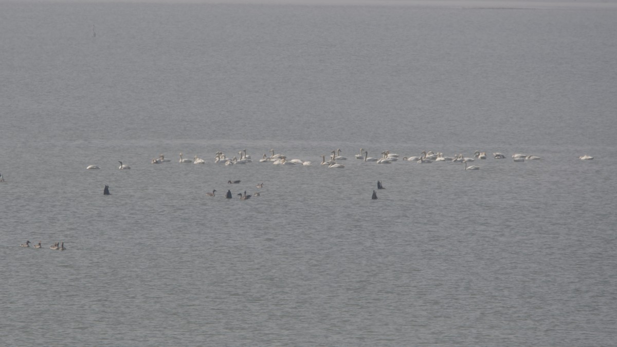 Tundra Swan (Bewick's) - Ichin Hong