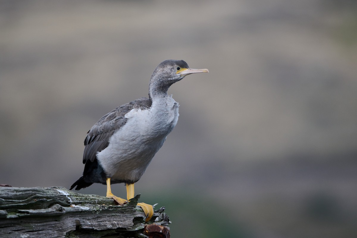 Cormorán Moteado - ML617508504