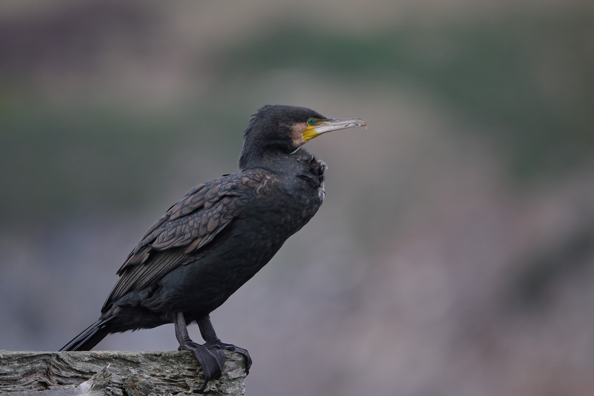 Great Cormorant - Anonymous
