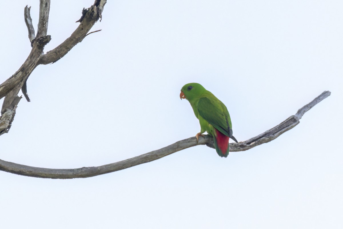 Yellow-throated Hanging-Parrot - Andreas Heikaus