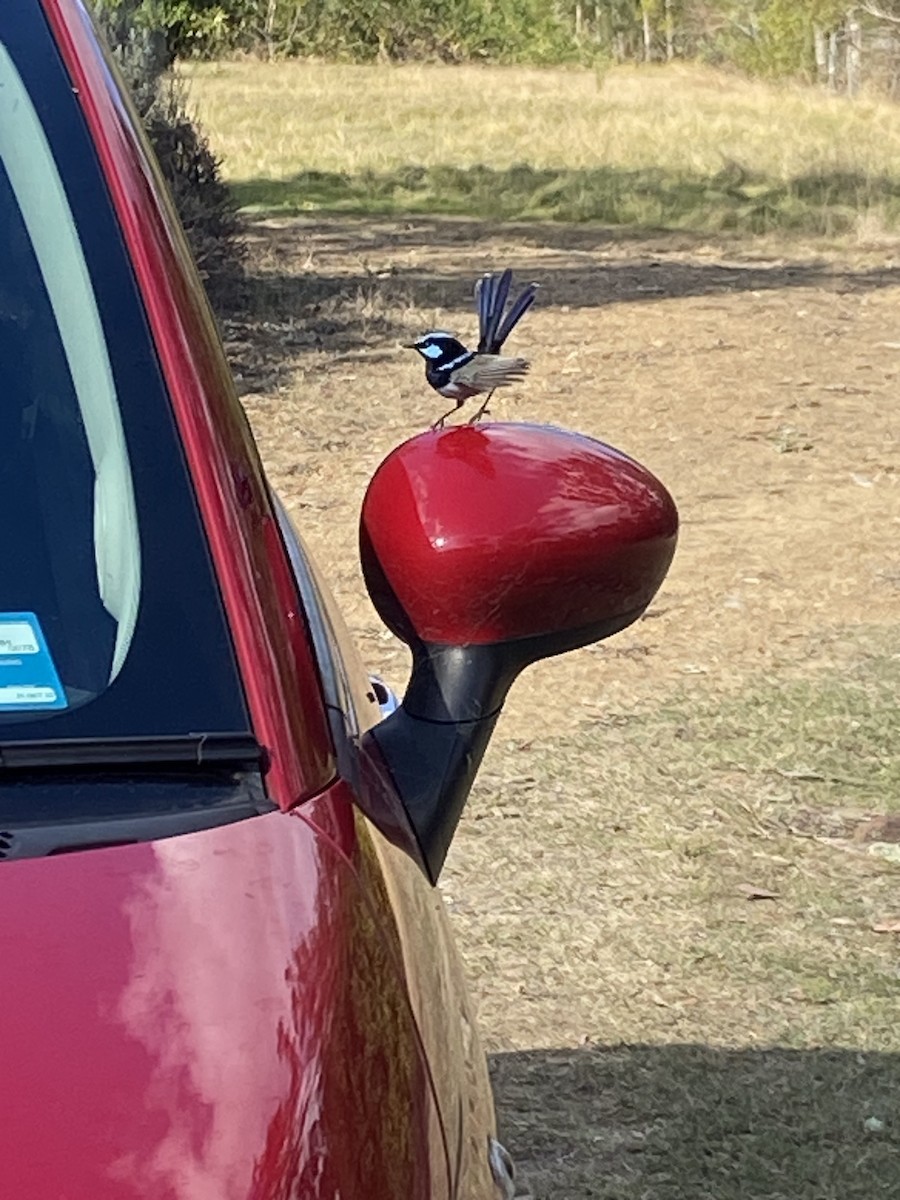 Superb Fairywren - ML617508538