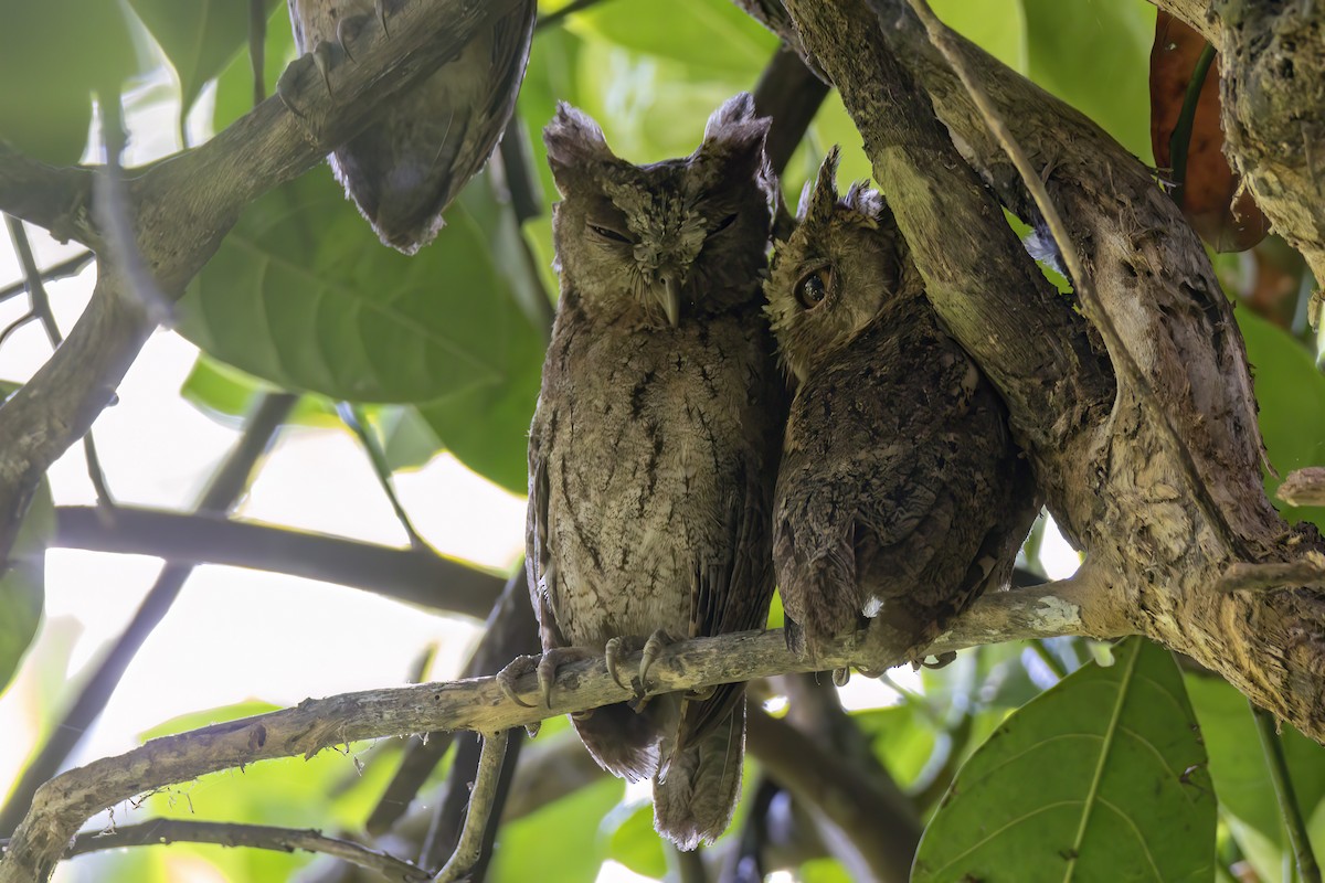 Sunda Scops-Owl - ML617508580