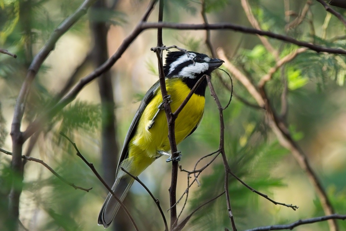 Eastern Shrike-tit - Duncan McCaskill