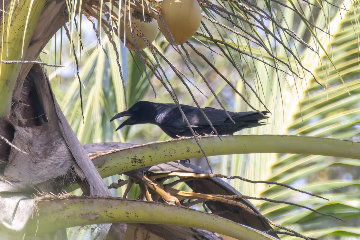 Slender-billed Crow - Andreas Heikaus