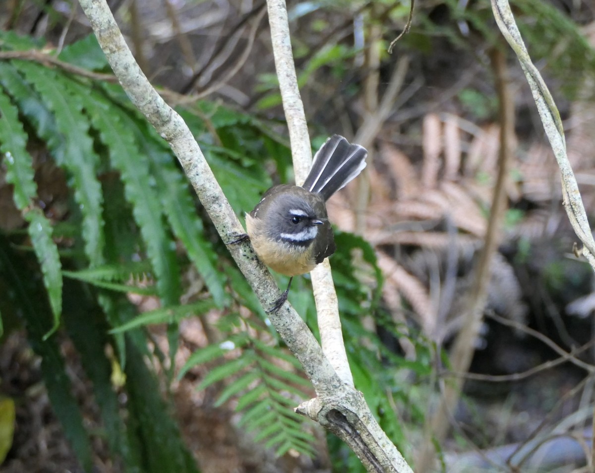 New Zealand Fantail - Jim Kirker